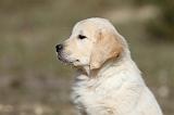 GOLDEN RETRIEVER 532